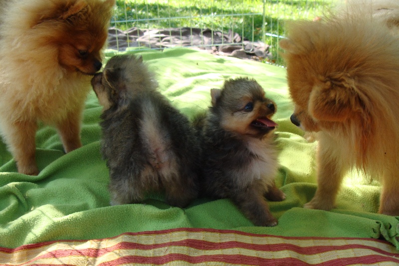 Chiots oop´s, jeux avec copains et maman !!!