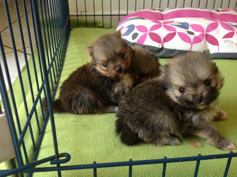 Les bebes à un mois !!!!